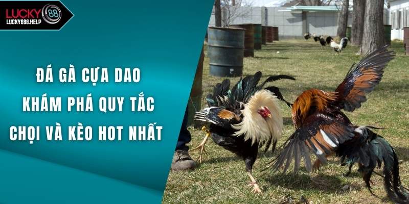 Đá Gà Cựa Dao