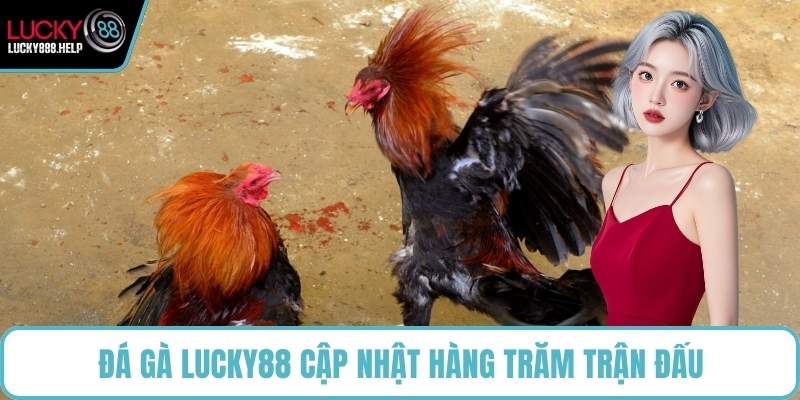 Đá gà LUCKY88 cập nhật hàng trăm trận đấu