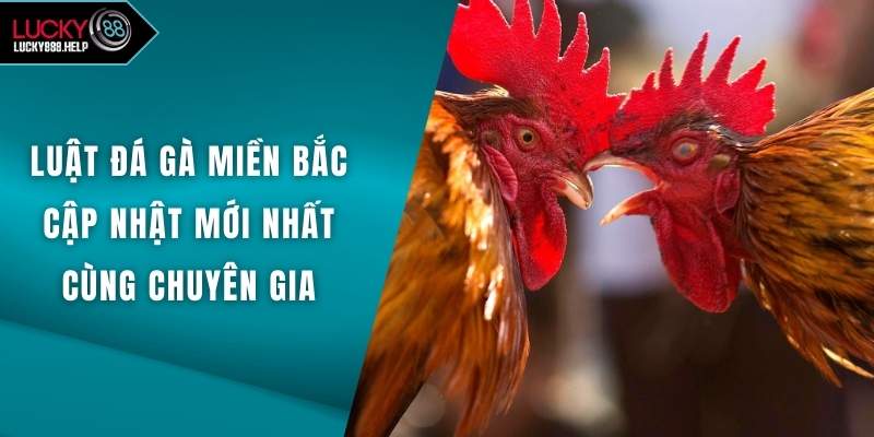Luật Đá Gà Miền Bắc