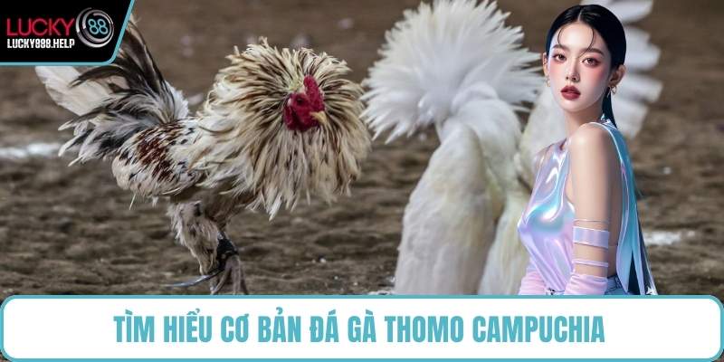 Tìm hiểu cơ bản đá gà Thomo Campuchia
